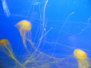 Jelly fishes 2